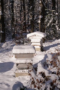 Jour de neige au rucher
