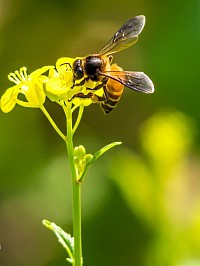 Abeille asiatique - Apis Cerana